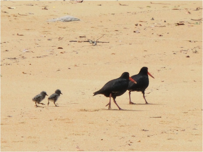 エイベルタズマン国立公園　/　Abel Tasman National Park