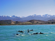 カイコウラ・シーカヤック / Kaikoura Seakayak