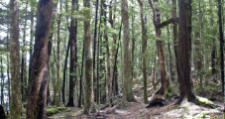 ネルソンレイクス国立公園　/　Nelson Lakes National Park