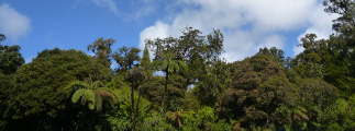 カウリの森　ワイポウア　/　Kauri Forest Waipoua