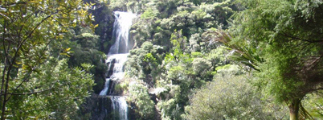 ワイタケレの森　/　Waitakere Ranges