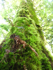 フィリナキの森　/　Whirinaki Forest